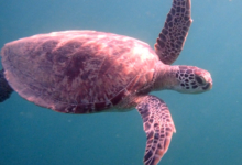 Green turtle swimming, Zighy Bay, Oman. Image.