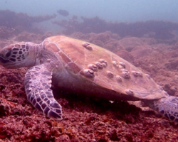 Adopt GM276 Adopt a turtle. Image.