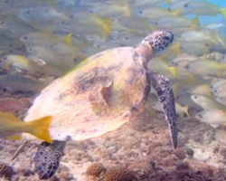 Adopt GM277 Adopt a turtle, image.