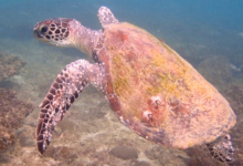 Green turtle, Zighy Bay, Oman. Image.