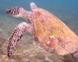 Adopt GM283 Adopt a turtle. Image.