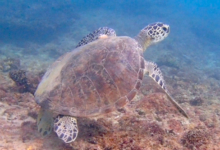 Green turtle, Zighy Bay, Oman. Image.