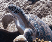 Green turtle, Kurethi, Laamu Atoll, Maldives. Image.