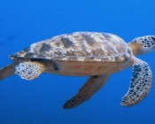 Green turtle swimming in the blue, Hithadhoo Inside, Laamu Atoll, Maldives. Image.