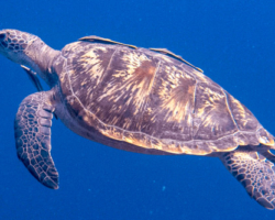 Adopt GR1764 Adopt a turtle. Image.