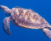 Ggreen turtle swimming in the blue, Olhuveli Reef, Laamu Atoll, Maldives. Image.