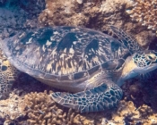 Green turtle resting in the reef, Olhuveli Reef, Laamu Atoll, Maldives. Image.