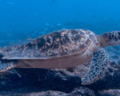 Green turtle, Hithadhoo Corner, Laamu Atoll, Maldives. Image.