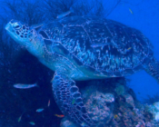 Green turtle resting on the reef, Olhuveli Reef, Laamu Atoll, Maldives. Image.