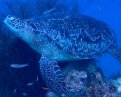 Adopt GR1909 Adopt a turtle. Image.