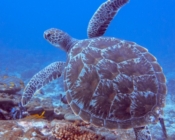 Treen turtle, Hithadhoo Corner, Laamu Atoll, Maldives. Image.
