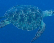 Green turtle swimming in the blue, Olhuveli Reef, Laamu Atoll, Maldives. Image.