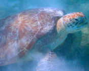 Green turtle feeding on seagrass, Dhuni Kolhu, Baa Atoll, Maldives. Image.