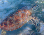 Green turtle in seagrass meadow, Coco Palm Dhuni Kolhu, Baa Atoll, Maldives. Image.