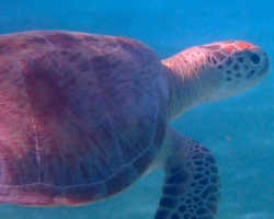 Adopt GR2040 Adopt a turtle, Image.