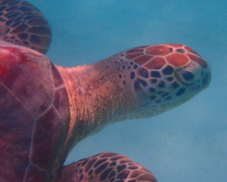 Adopt GR2044 Adopt a turtle. Image.