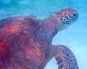 Green turtle, Dhuni Kolhu house reef, Baa Atoll, Maldives. Image.