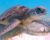 Juvenile green turtle eating seagrass, Dhuni Kolhu house reef, Baa Atoll, Maldives. Image.