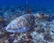 Hawksbill turtle swimming over the reef, Kurethi, Laamu Atoll, Maldives. Image.