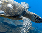 Hawksbill turtle swimming, Gaadhoo Corner, Laamu Atoll, Maldives. Image.