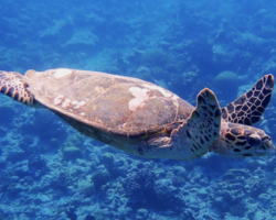 Adopt HK5894 Adopt a turtle. Image.