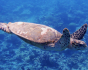 Hawksbill turtle swimming, Medhufaru Pergola South, Noonu Atoll, Maldives. Image.