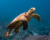 Hawksbill turtle swimming looking at the camera, Maroshi, Shaviyani Atoll, Maldives. Image.