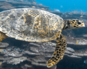 Hawksbill turtle swimming over coral reef, Hithadhoo Corner, Laamu Atoll, Maldives. Image.