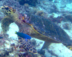 Adopt HK6143 Adopt a turtle. Image.