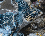 Hawksbill turtle, Fonadhoo Beyru, Laamu Atoll, Maldives. Image.