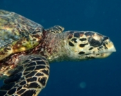 Hawksbill turtle looking into the camera, Joali Being house reef, Raa Atoll, Maldives. Image.