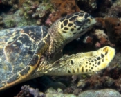 Hawksbill turtle, Bilehfahi, Shaviyani Atoll, Maldives. Image.
