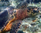 Hawksbill turtle, Olhuveli Point, Laamu Atoll, Maldives. Image.