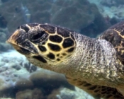 Hawksbill turtle looking at camera, Miyaru Thila, Shaviyani Atoll, Maldives. Image.