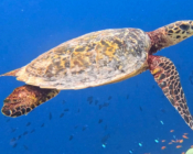Hawksbill turtle swimming in the blue, Thanburudhoo House Reef, Noonu Atoll, Maldives. Image.