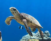 Hawksbill turtle swimming, Thanburudhoo, Noonu Atoll, Maldives. Image.