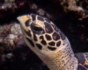 Hawksbill turtle profile, Gaakoshinbi, Shaviyani Atoll, Maldives. Image.