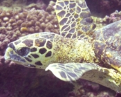 Hawksbill turtle side profile, Bilehfahi, Shaviyani Atoll, Maldives. Image.