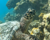 Hawksbill turtle, Lhaanbugali, Raa Atoll, Maldives. Image.