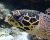 Hawksbill side profile, Furaveri House Reef, Raa Atoll, Maldives. Image.