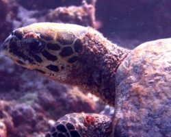 Adopt HK6367 Adopt a turtle. Image.