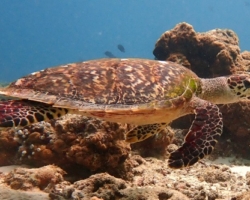 Adopt HK6377 Adopt a turtle. Image.