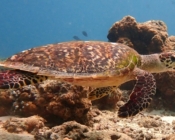 Hawksbill turtle swimming over a reef, Coral Garden, North Malé Atoll, Maldives. Image.