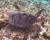Hawksbill swimming over the reef, Thulusdhoo, North Malé Atoll, Maldives. Image.