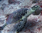 Hawksbill turtle, Lankan Reef, North Malé Atoll, Maldives. Image.