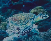 Hawksbill turtle, Kottefaru Thila, Raa Atoll, Maldives. Image.