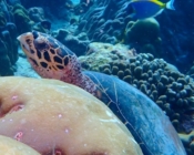 Hawksbill resting in the reef, Kottefaru Out, Raa Atoll, Maldives. Image.
