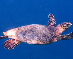 Adopt HK6398 Adopt a turtle. Image.