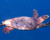 Juvenile hawksbill swimming in the blue, Kottefaru Out, Raa Atoll, Maldives. Image.