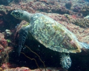 Hawksbill turtle, Lankan Reef, North Malé Atoll, Maldives. Image.